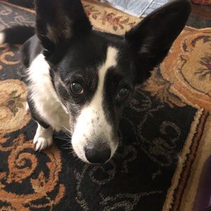 Meet your Posher, Maggie